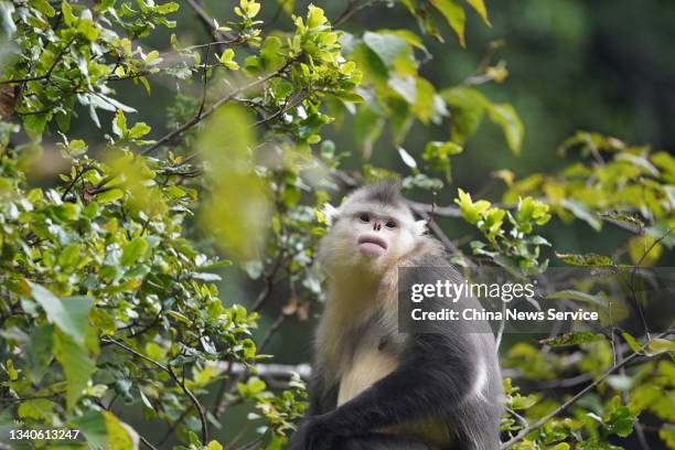 Black snub-nosed monkey is seen at Baima Snow Mountain Nature Reserve on September 15, 2021 in Diqing Tibetan Autonomous Prefecture, Yunnan Province...