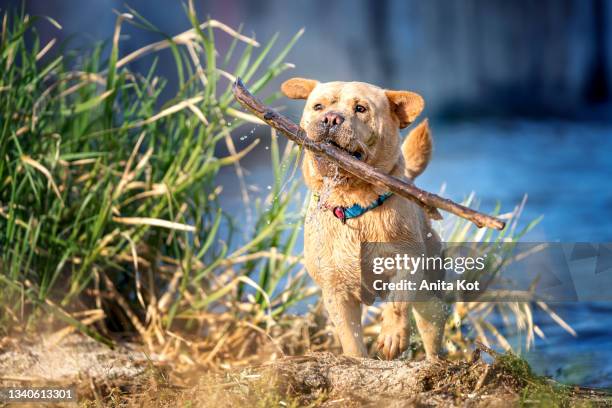 dog playing with a stick in the water - puppy chow stock pictures, royalty-free photos & images