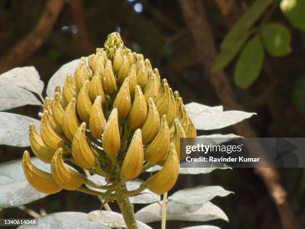 beautiful looking buds of african tulip tree. spathodea companulata. bignoniaceae family. - african tulip tree stock pictures, royalty-free photos & images