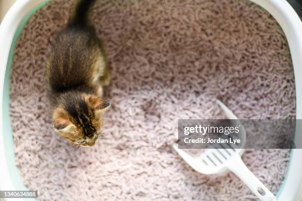 directly above cat litter box with a kitten inside - sandkasten stock-fotos und bilder