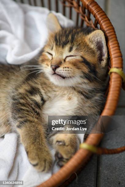 sleeping kitten - kittens sleeping stock pictures, royalty-free photos & images