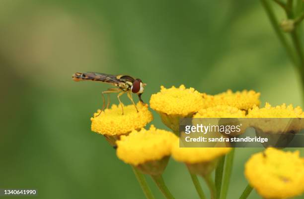 a long hoverfly, sphaerophoria scripta, pollinating a tansy wildflower in a meadow. - hoverfly stock pictures, royalty-free photos & images