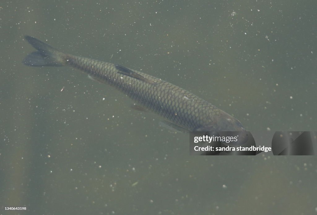 A Chub fish, Leuciscus cephalus, swimming under the surface of the water.