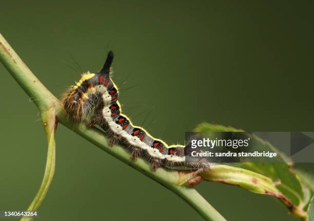 a grey dagger moth caterpillar, acronicta psi, feeding on the leaves of a dog rose growing in the wild. - larva imagens e fotografias de stock