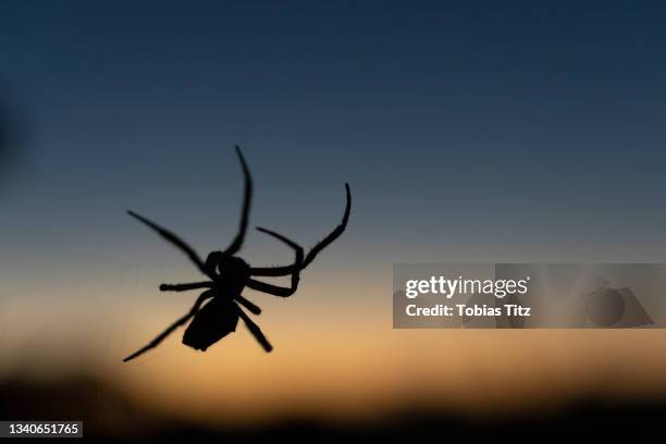 close up silhouette spider against dusk sky - spinne stock-fotos und bilder