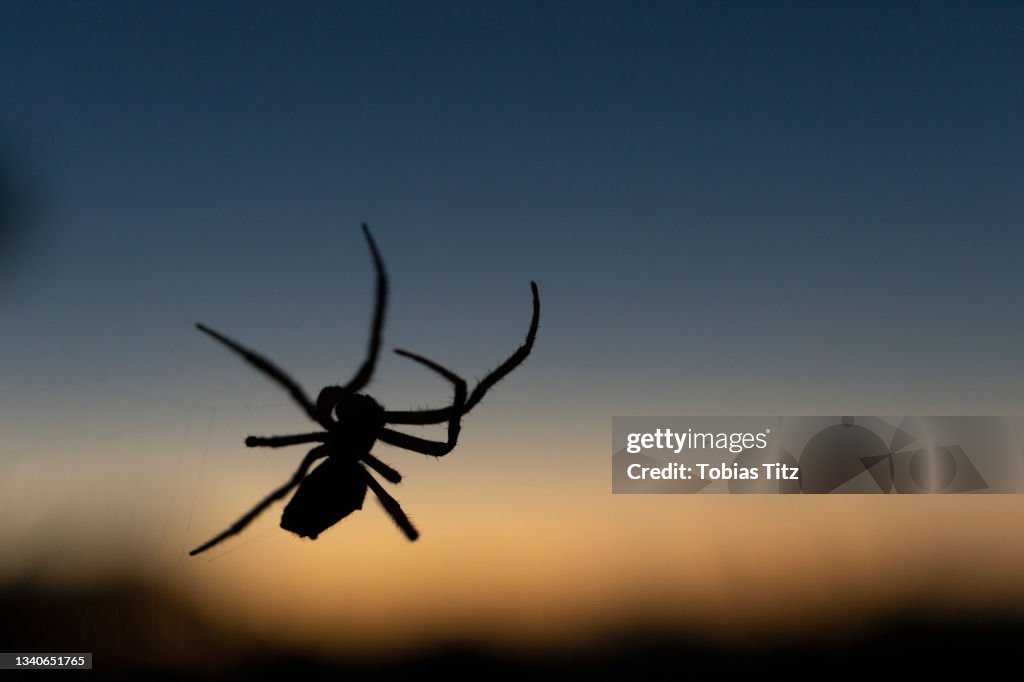 Close up silhouette spider against dusk sky