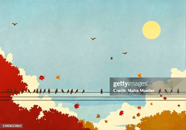 birds on telephone wire against autumn trees and sunny blue sky - vogelschwarm stock-grafiken, -clipart, -cartoons und -symbole