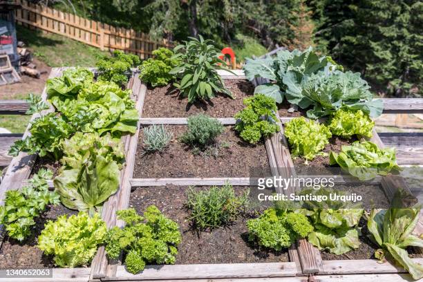 family organic vegetable garden - cabbage stock pictures, royalty-free photos & images