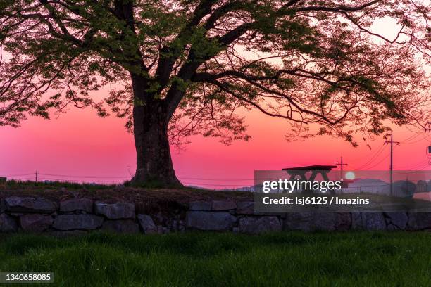 sunset and zelkova tree, hwasun, south korea - jeollanam do stock pictures, royalty-free photos & images