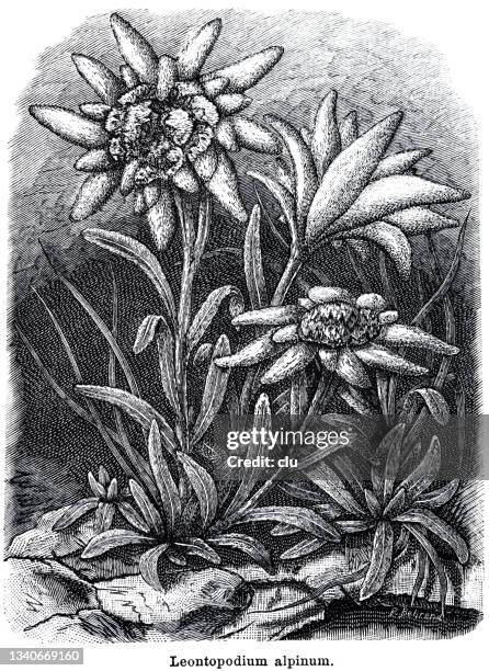 leontopodium alpinum, alps edelweiss - edelweiss stock illustrations