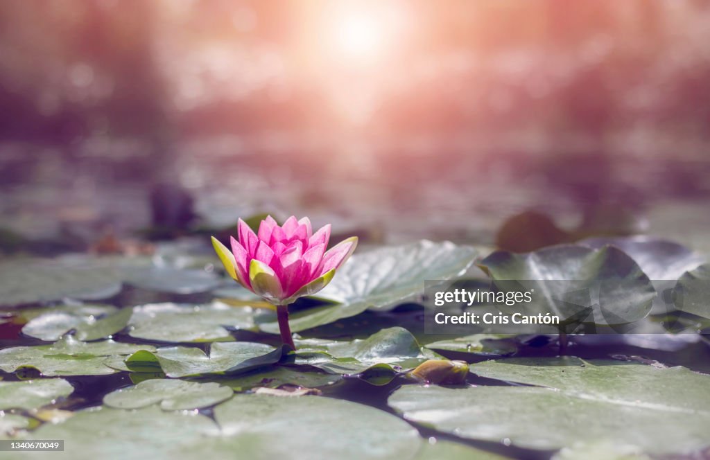 Water lily flower in a pond