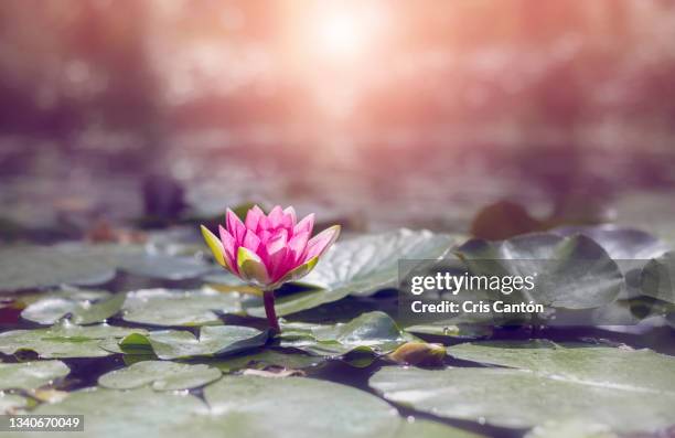 water lily flower in a pond - 水生生物 個照片及圖片檔