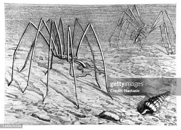 23点のアメンボイラスト素材 Getty Images 23点のアメンボイラスト素材 Getty Images