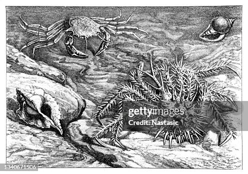 Lithodes ferox Lithodes ferox