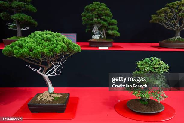 Bonsai trees are displayed ahead of the Harrogate Autumn Flower Show on September 16, 2021 in Harrogate, England. Set in the grounds of one of...