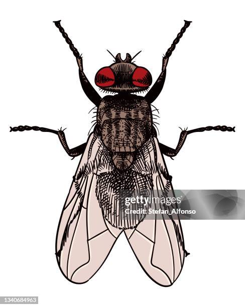 vector illustration of a fly - fly insect stock illustrations