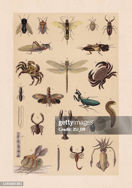 insects, crustaceans and mollusks, chromolithograph, published in 1889 - pseudoscorpion stock illustrations