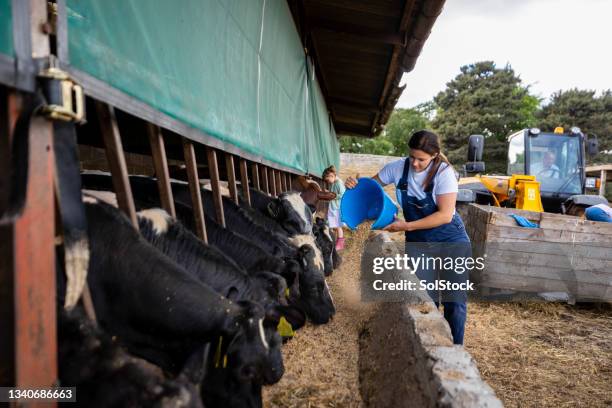 daily farm routine - cows uk stock pictures, royalty-free photos & images