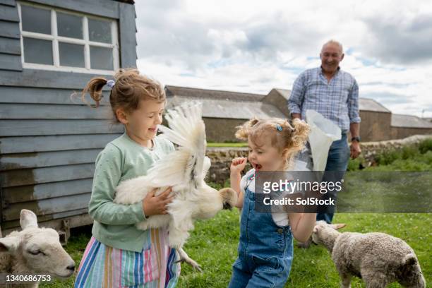 chicken flying out of hands! - multi generational family with pet stock pictures, royalty-free photos & images