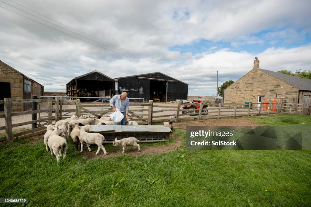 Fütterungszeit für die Schafe