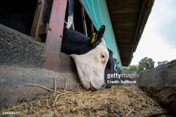 cows enjoying their food - cowshed stock pictures, royalty-free photos & images