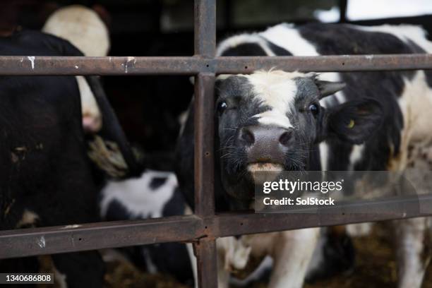 cow happy to see you! - cowshed stock pictures, royalty-free photos & images