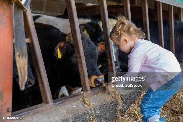 young girl feeding cow - cowshed stock pictures, royalty-free photos & images