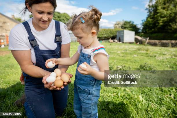 collecting chicken eggs - learning generation parent child stock pictures, royalty-free photos & images