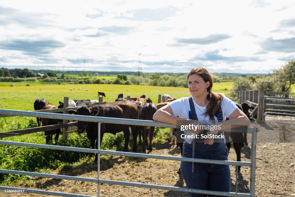 Mais um dia na fazenda