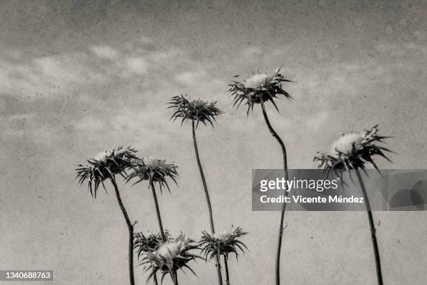 dried wild cotton flowers - thistle stockfoto's en -beelden