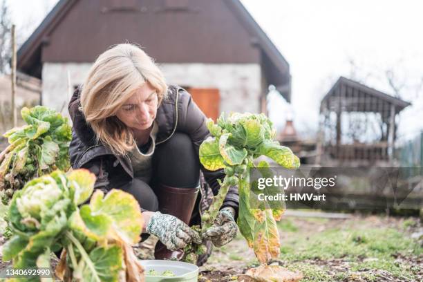 femme en hiver potager cueillant le chou de bruxelles - potager photos et images de collection