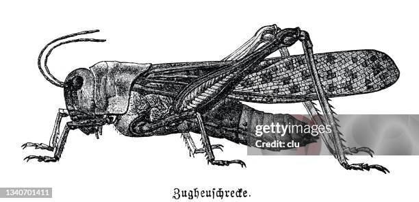 migrating locust - grasshopper stock illustrations