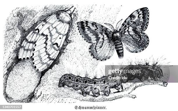 schwammspinner - gypsy moth caterpillar stock-grafiken, -clipart, -cartoons und -symbole