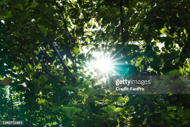 light in the crevices of the trees - crevice stock pictures, royalty-free photos & images