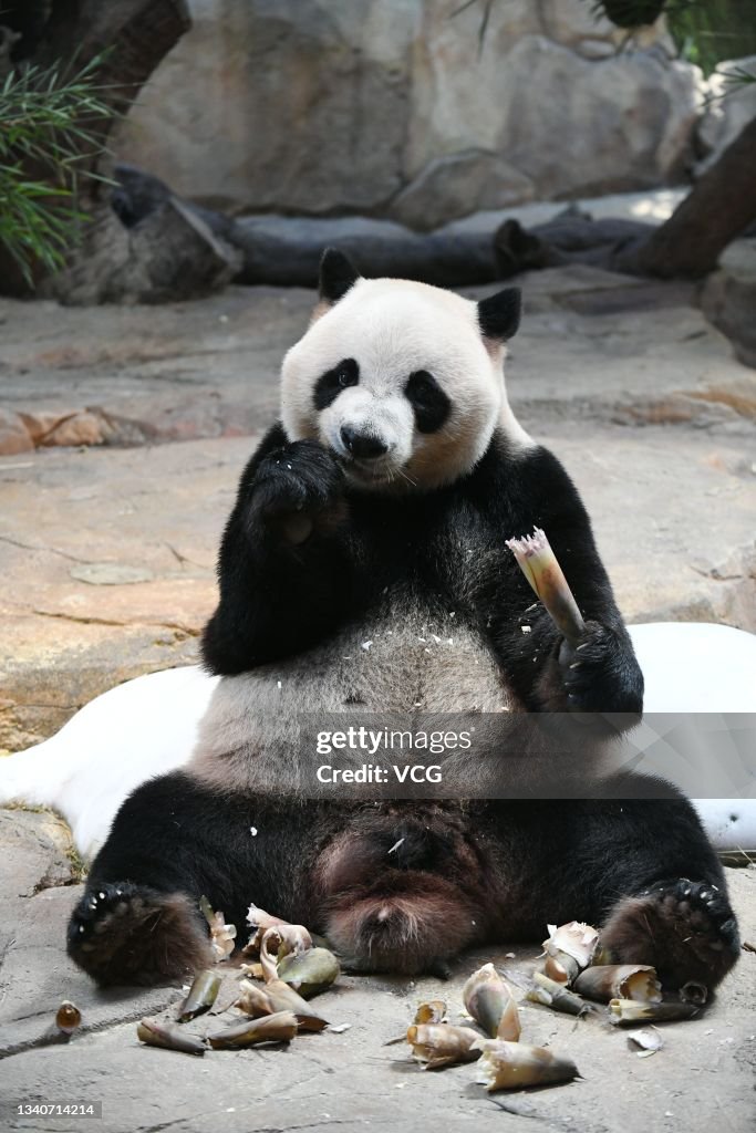 Giant Panda Triplets Enjoy Mooncakes Before Mid-Autumn Festival In Guangzhou