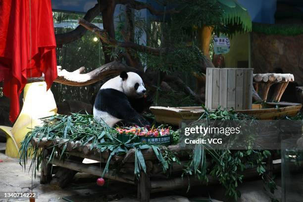 Panda Mid Fall Panda Festival Photos and Premium High Res Pictures - Getty Images