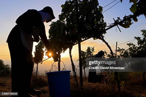 Druze farm workers are silhouetted by the rising sun as they harvest Cabernet Franc red wine grapes in the cool early morning Autumn hours on...