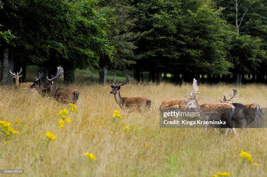 Deers