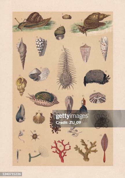stockillustraties, clipart, cartoons en iconen met mollusks and cnidarians, chromolithograph, published in 1889 - sea urchin