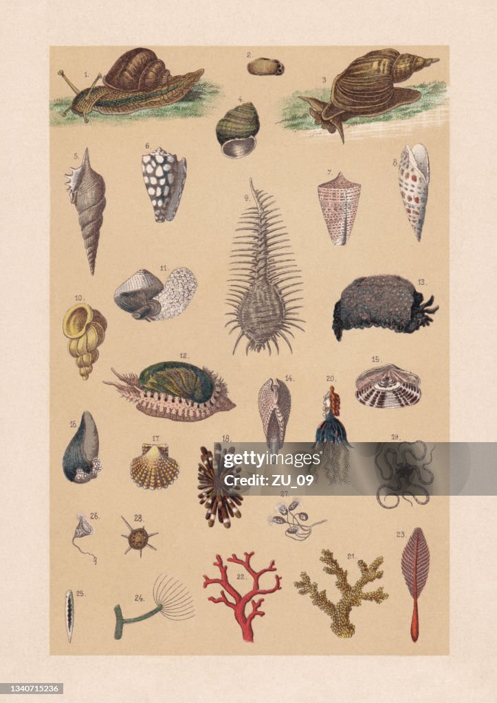 Mollusks and cnidarians, chromolithograph, published in 1889