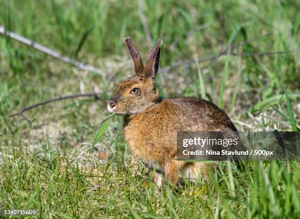 Shirley Rabbit 25 Shirleys Stock Photos, High-Res Pictures, and Images - Getty Images