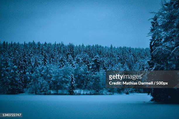 trees on snow covered field against clear blue sky - darmell bildbanksfoton och bilder