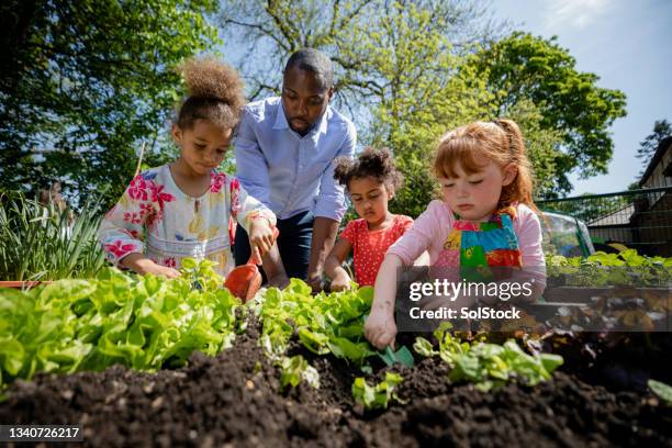 ayudando a plantar las plántulas - jardín de la comunidad fotografías e imágenes de stock