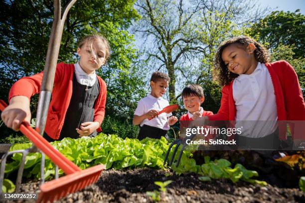 gartenarbeit im freien mit meiner klasse - season 6 stock-fotos und bilder