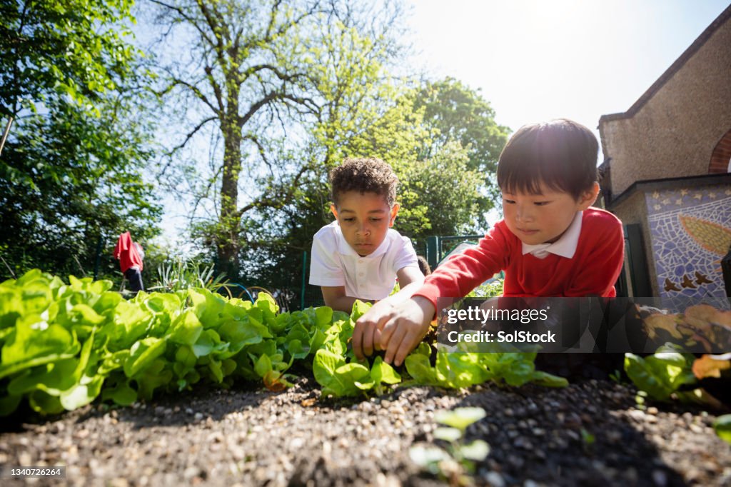 Planting With My Friend