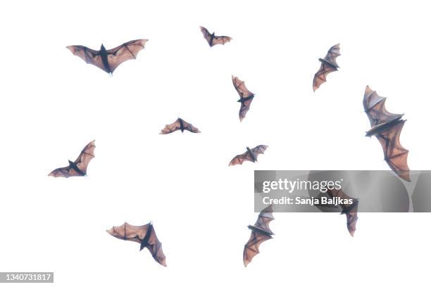 bats flying - bats flying ストックフォトと画像