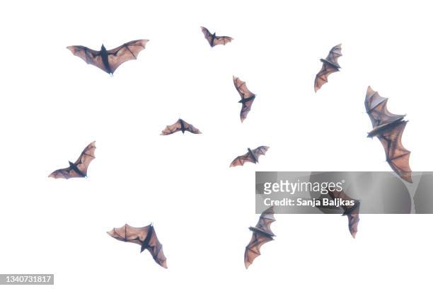 bats flying - bat mammal stock pictures, royalty-free photos & images