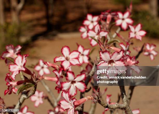 impala lily - kruger national park stockfoto's en -beelden