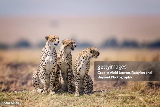 amazing portrait of cheetah nashipae and her two boys posing together in maasai mara, kenya - female animal stock pictures, royalty-free photos & images