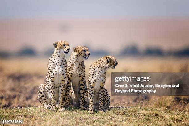 amazing portrait of cheetah nashipae and her two boys posing together in maasai mara, kenya - african safari stock pictures, royalty-free photos & images